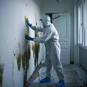 Dallas Mold Remediation